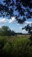 green trees and flowering meadow plants