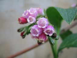 plant in the garden with pink flowers