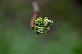 green buds on a tree branch