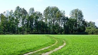 rural road on the green field