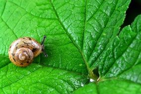 a small snail is sitting on a leaf