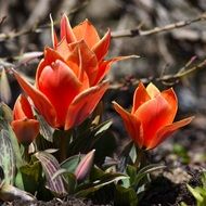decorative orange tulips