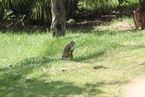 monkey sits on grass in wild