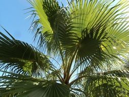 palm tree with green leaves on the Mediterranean coast