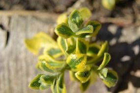yellow green aubretia leaves
