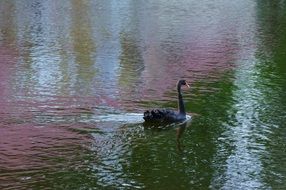 black swan with red beak on lake