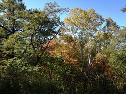 trees in multicolored colors in the park