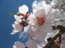 spring white bloom of trees