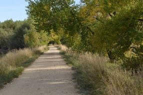 path in forest at autumn