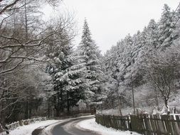 Beautiful landscape of the wintry pine forest with green trees