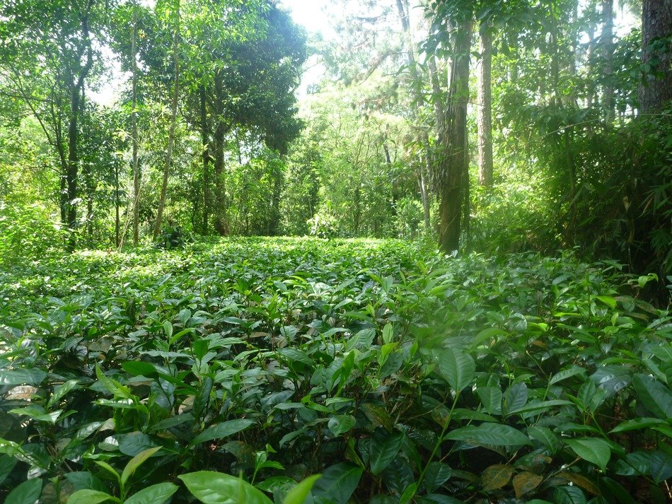 glade in the rainforest in Ceylon