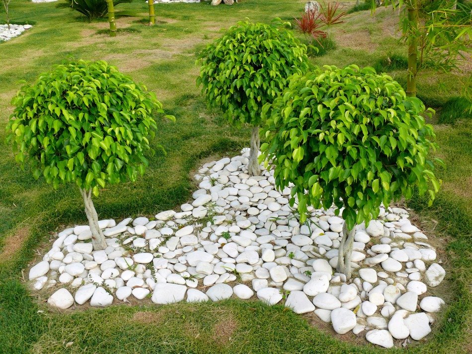 Benjamin's ficus in the meadow