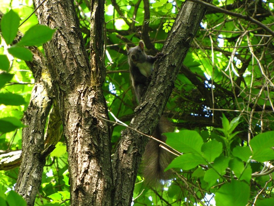 squirrel on the tree in the forest