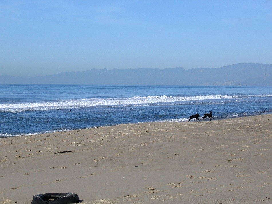 dogs on the beach in california