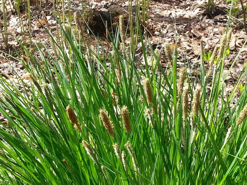 green bush of sedges