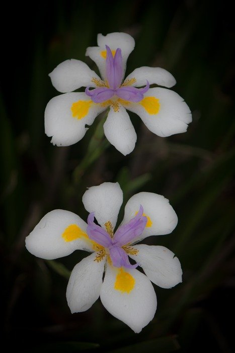 two flowers on a black background