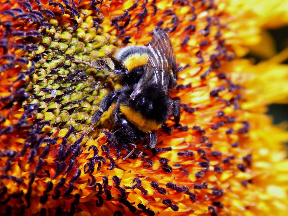 Bumble-bee on the sunflower