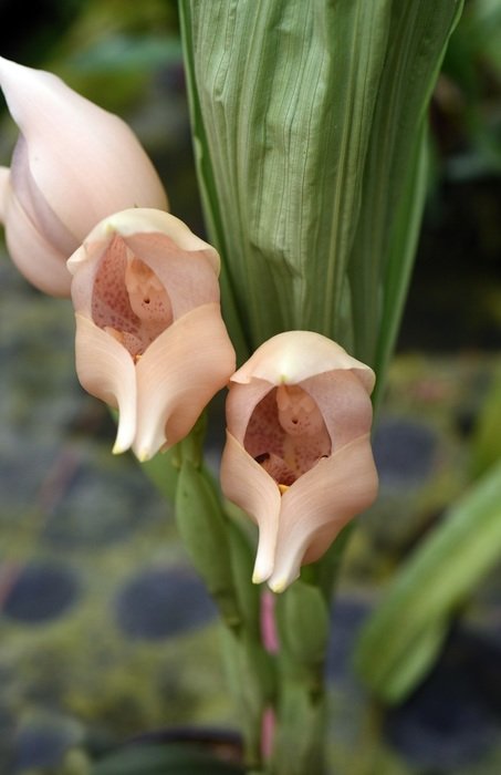 angulea virginalis orchid plant with green leaves