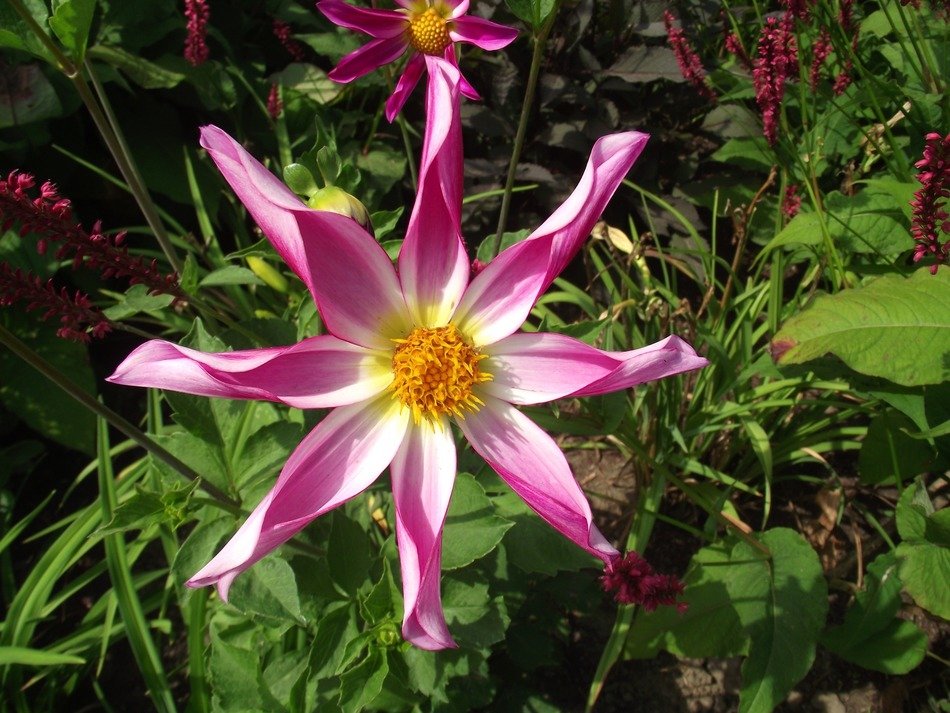 pink flower with twisted petals