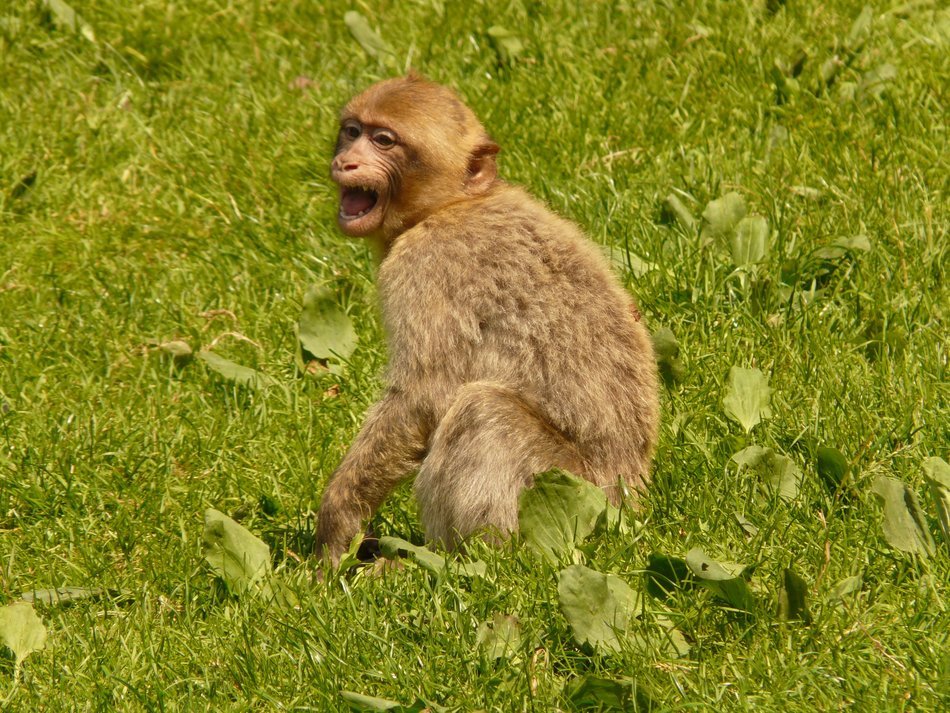 Barbary ape on the green grass