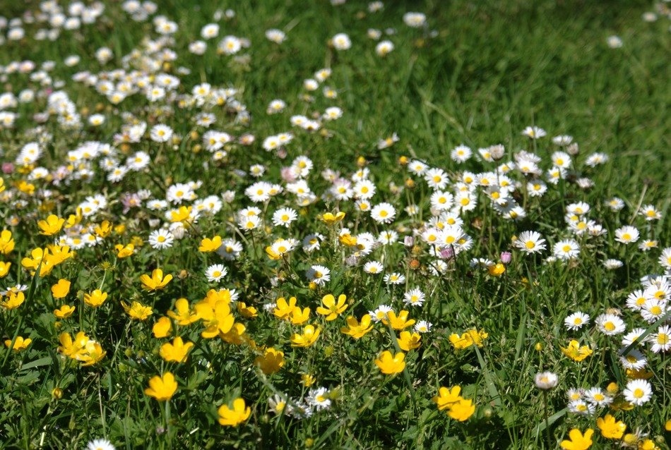 small spring flowers in the meadow