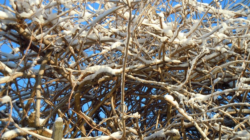 tree гunder the snow