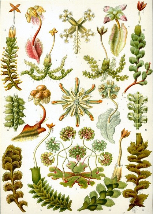 drawings of plants on the sheet
