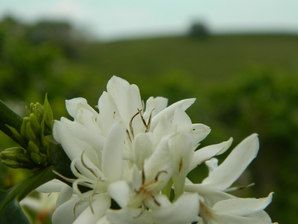 Natural White flowers