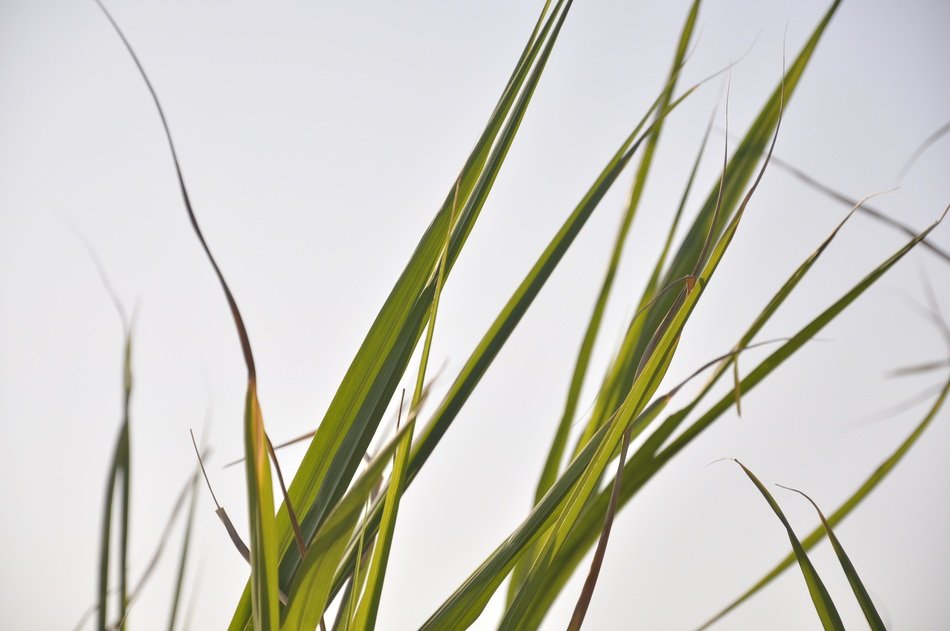 Photo of green grass on a white background