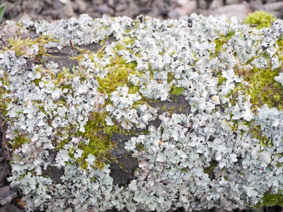 weaving on the bark close-up