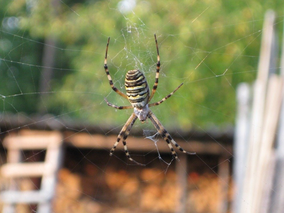 spider on the web in the yard