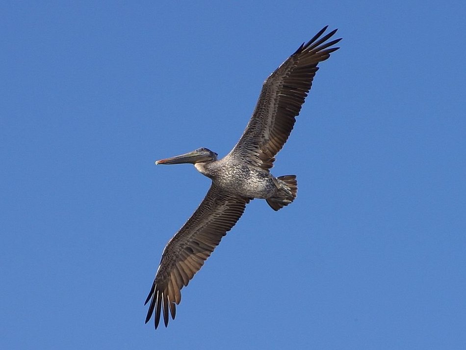 Beautiful, grey and white great pelican in flight in the blue sky