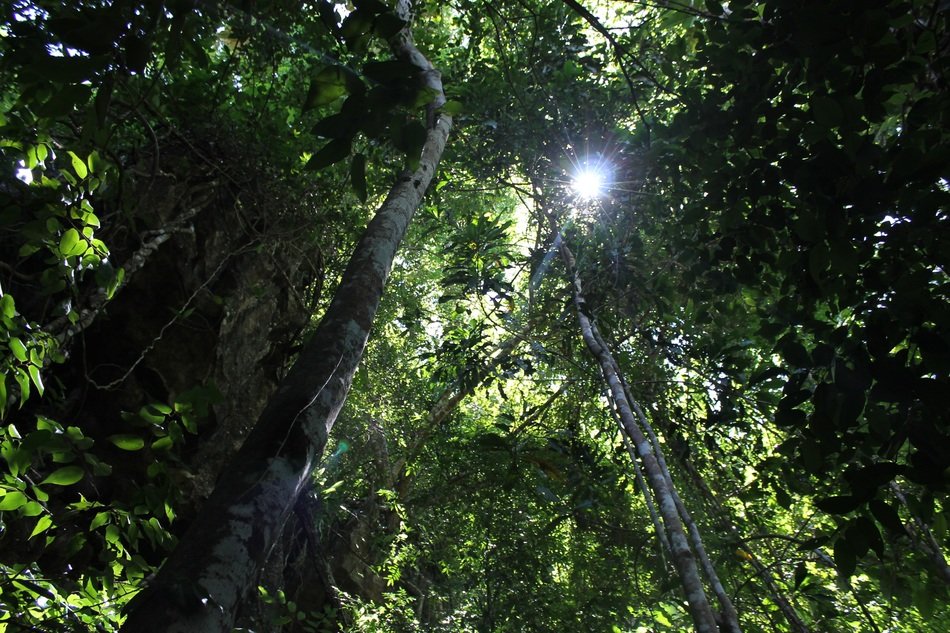 sunlight through the dense crown of trees