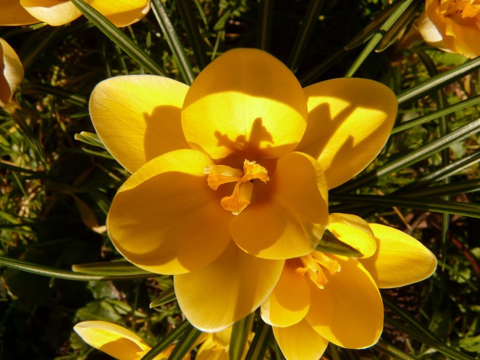 close-up photo of yellow crocus