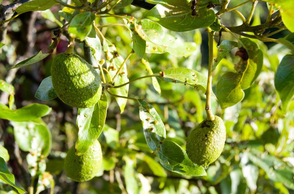 avocado green fruit