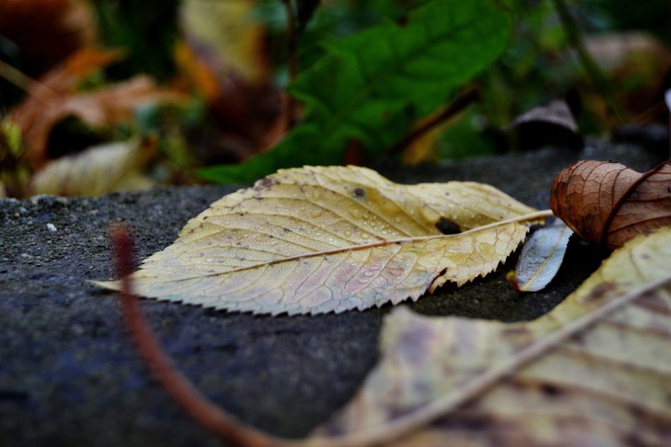 Autumn leaves on earth