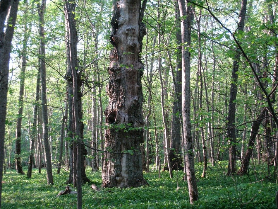 old deciduous trees