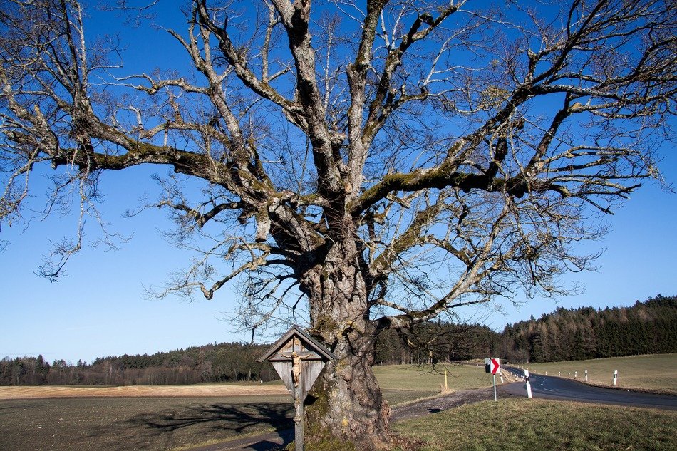 cross near a dry tree near the road