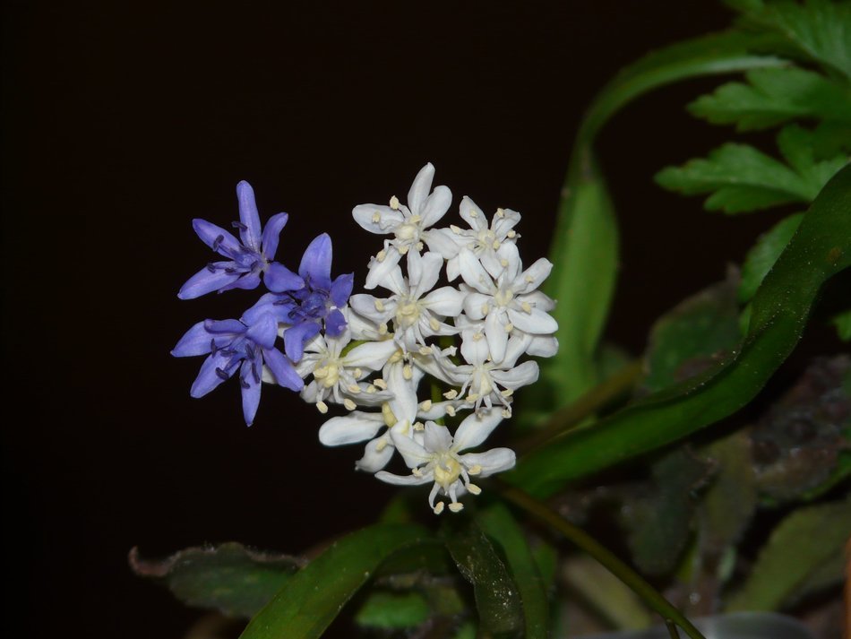 white-blue spring flowers in the dark