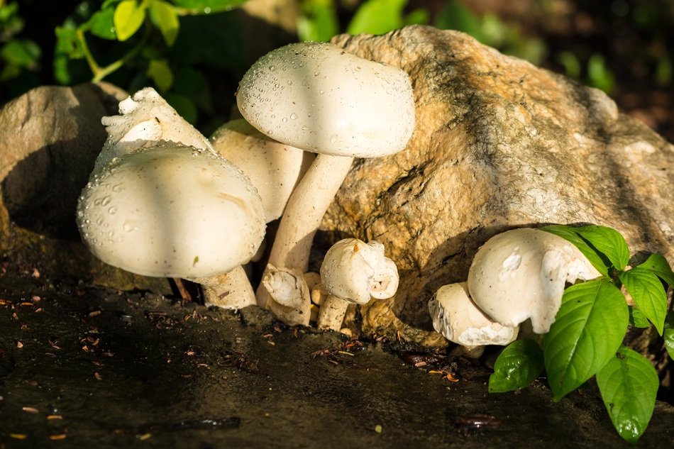 white mushrooms among the rocks