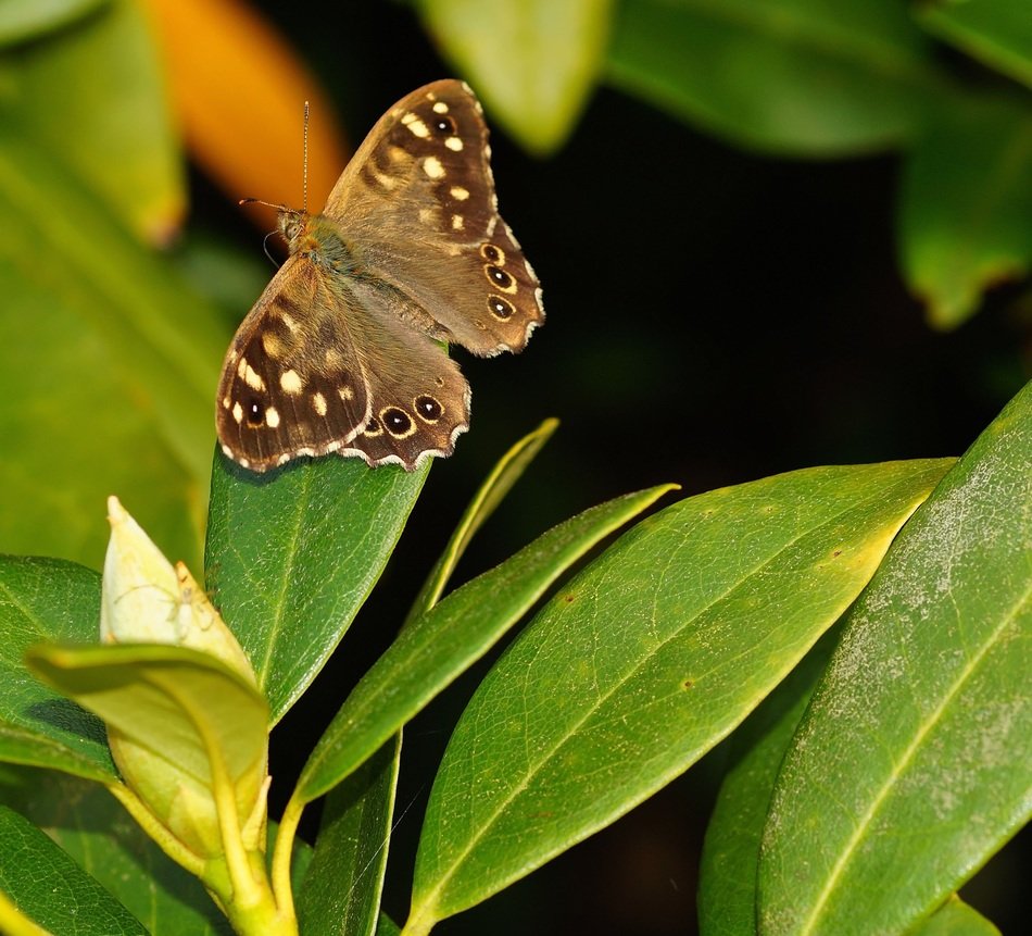 brown butterfly on oblong leaves