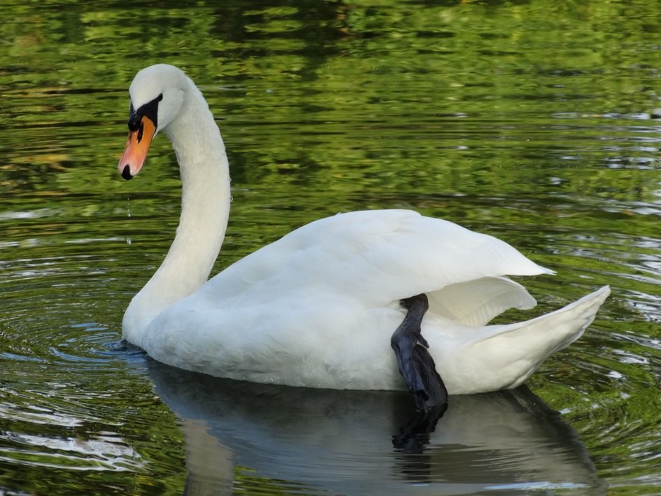 big white swan in the pond