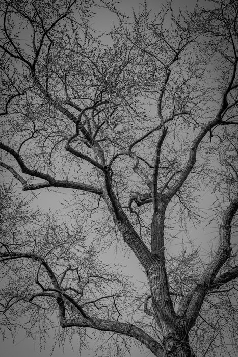 tree with bare branches