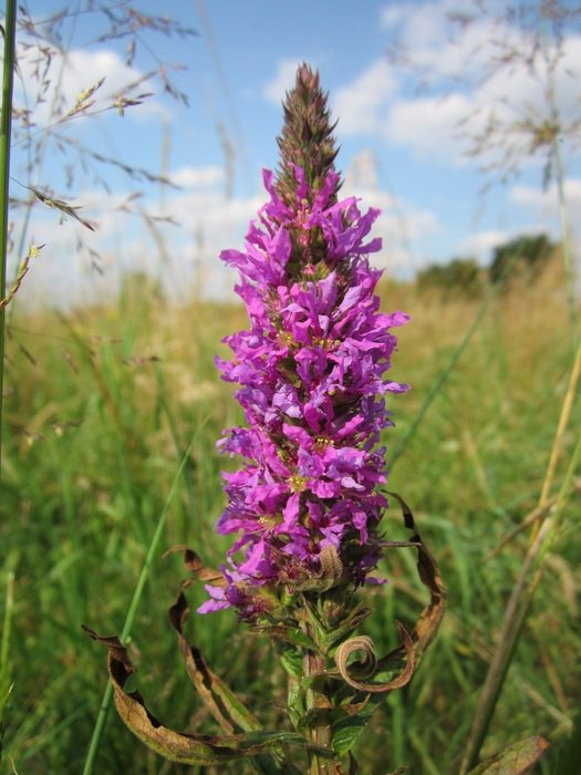 lythrum salicaria flower on the wild meadow