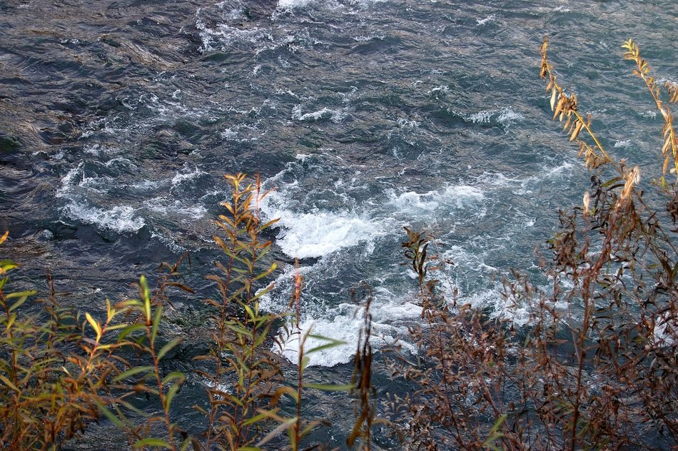 riverfront shrubs near the water