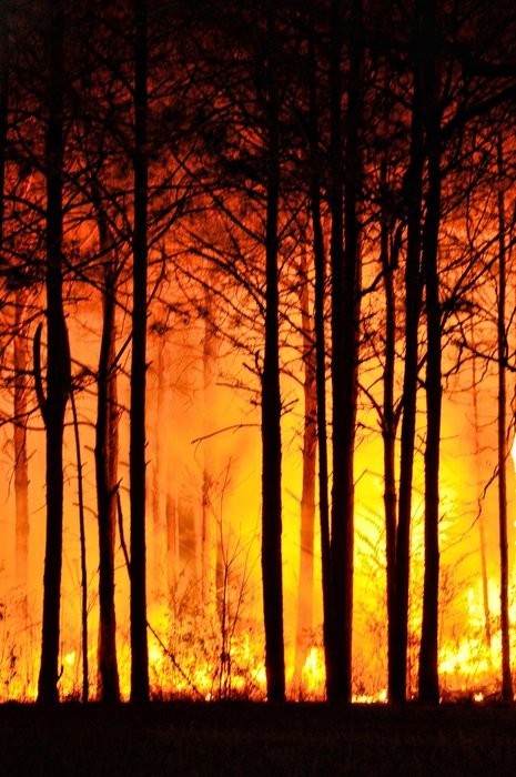 forest fire among the trees