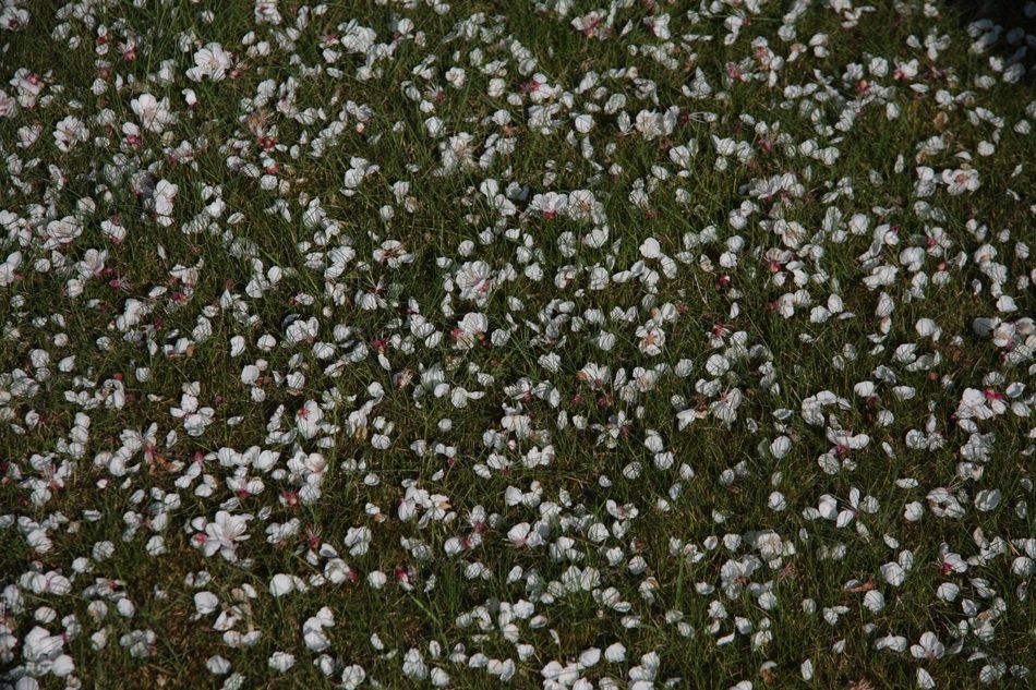 grass in white petals