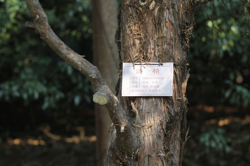juniperus sabina, Botanical Identification label on tree trunk