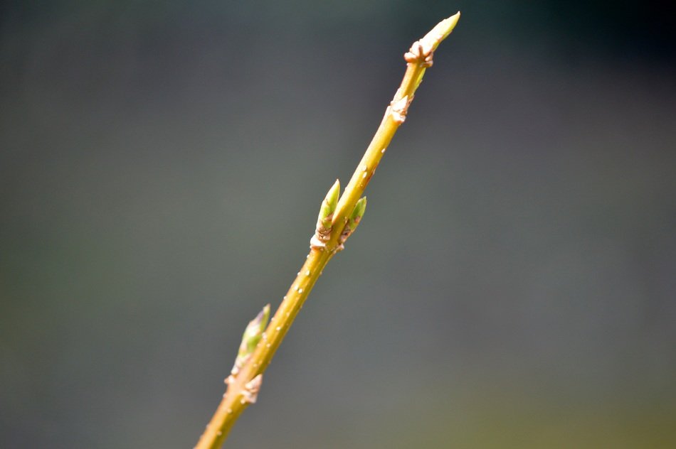 Sunny bud bloom on Yellow branch