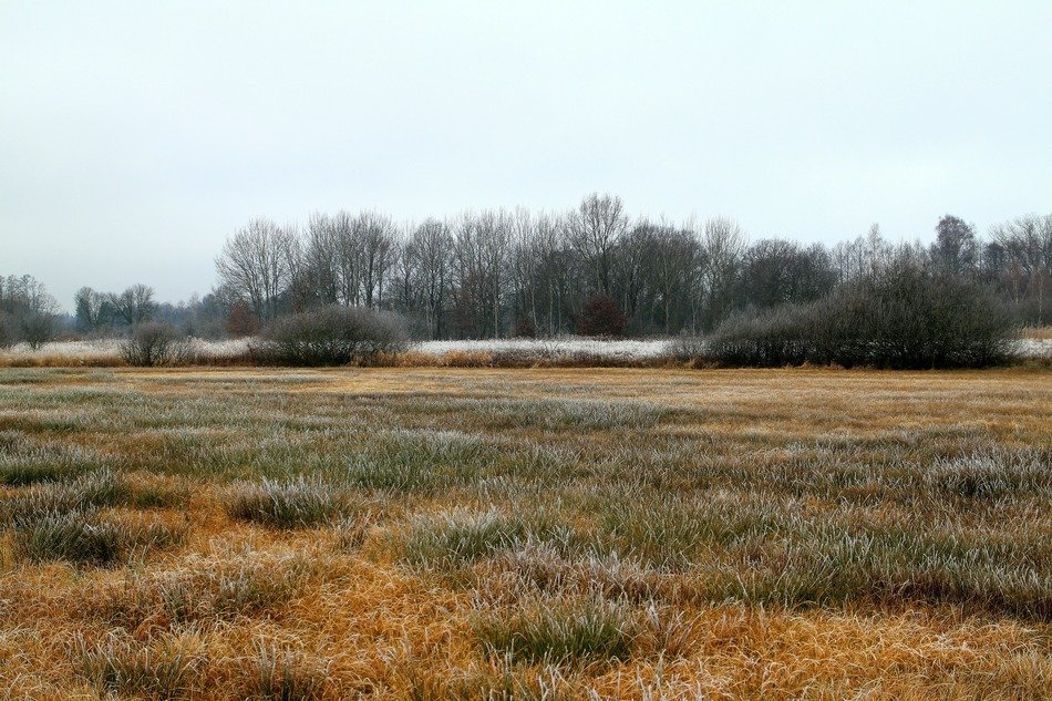 wetlands in winter